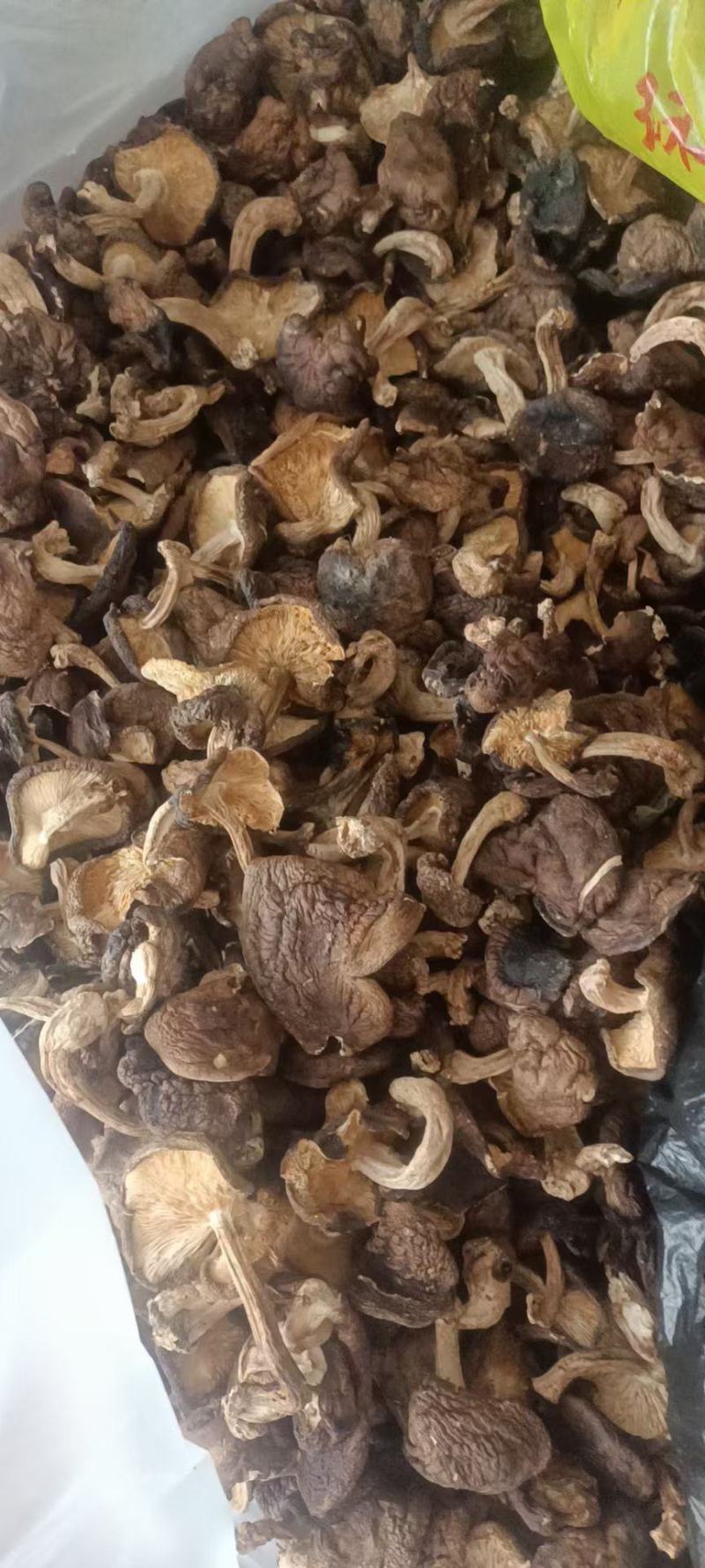野生香菇