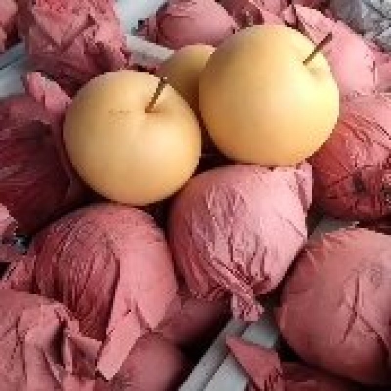 圆黄梨：砀山县黄河故道，沙土地，糖份高，肉汁细腻，无渣