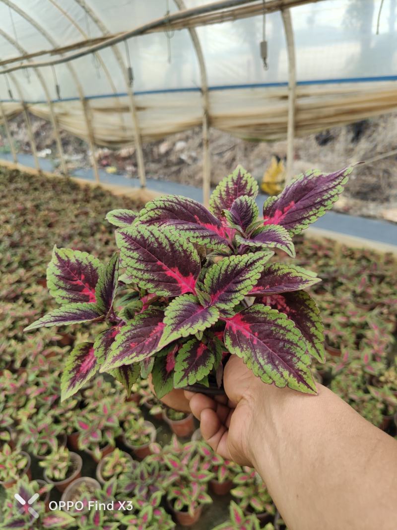 彩叶草120杯苗。欢迎咨询选购实地考察