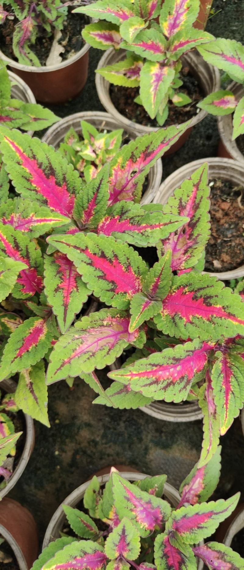 彩叶草120杯苗。欢迎咨询选购实地考察