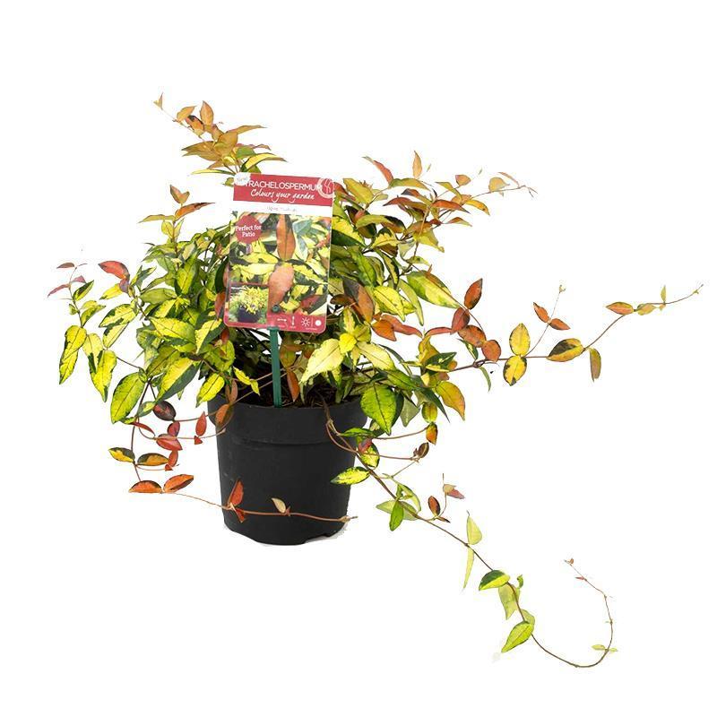 花叶蔓花叶络石黄金络石彩叶络石藤耐寒耐高温爆晒耐热