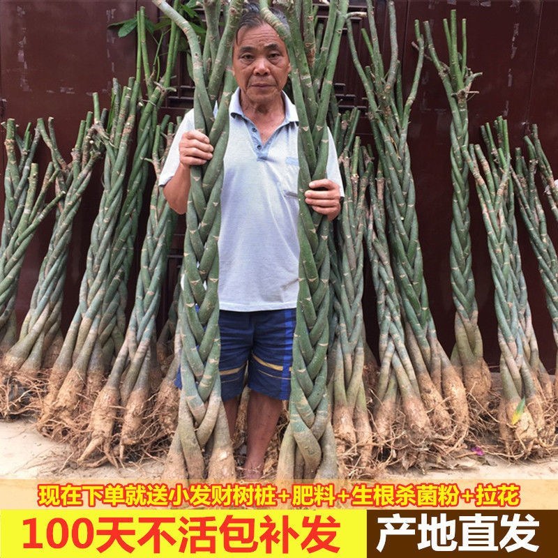 发财树各种各样大量批发零售一颗也是批发价