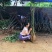 发财树各种各样大量批发零售一颗也是批发价