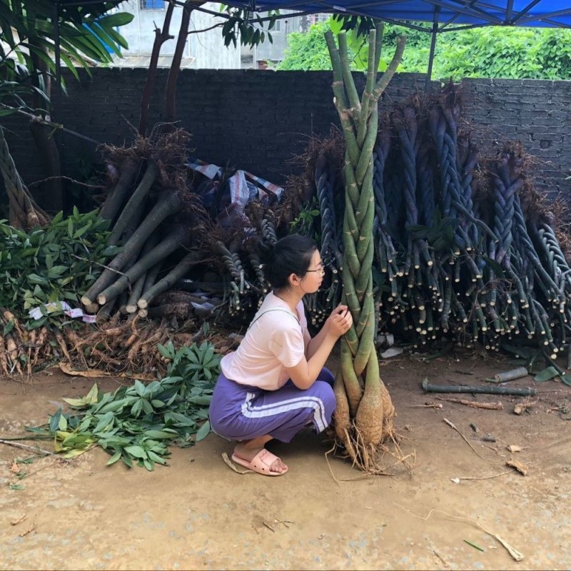 发财树各种各样大量批发零售一颗也是批发价
