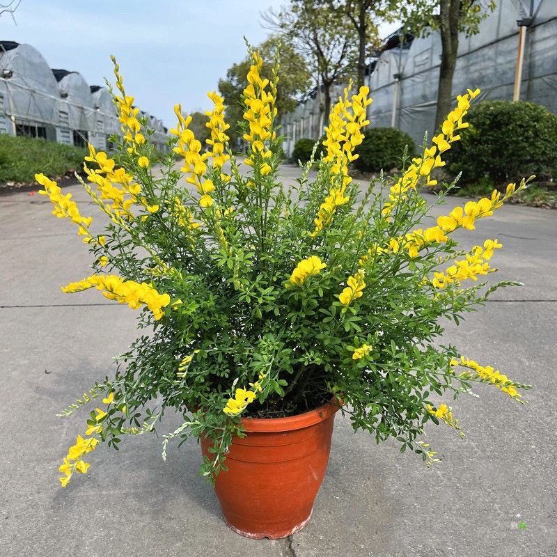 金雀儿盆栽黄金雀花苗阳台庭院花卉有香味灌木金雀梅花开