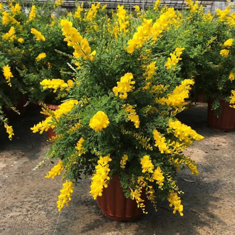 金雀儿盆栽黄金雀花苗阳台庭院花卉有香味灌木金雀梅花开