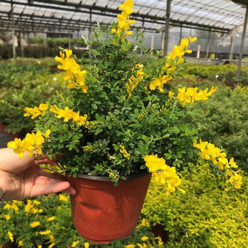 金雀儿盆栽黄金雀花苗阳台庭院花卉有香味灌木金雀梅花开