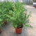 金雀儿盆栽黄金雀花苗阳台庭院花卉有香味灌木金雀梅花开
