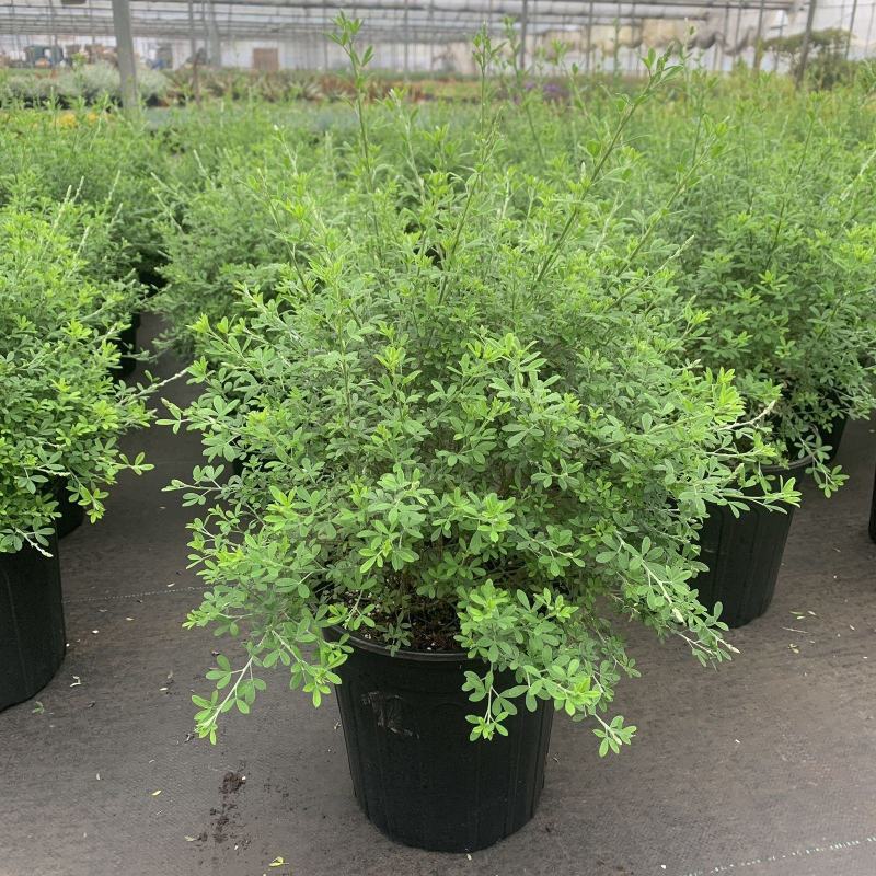 金雀儿盆栽黄金雀花苗阳台庭院花卉有香味灌木金雀梅花开