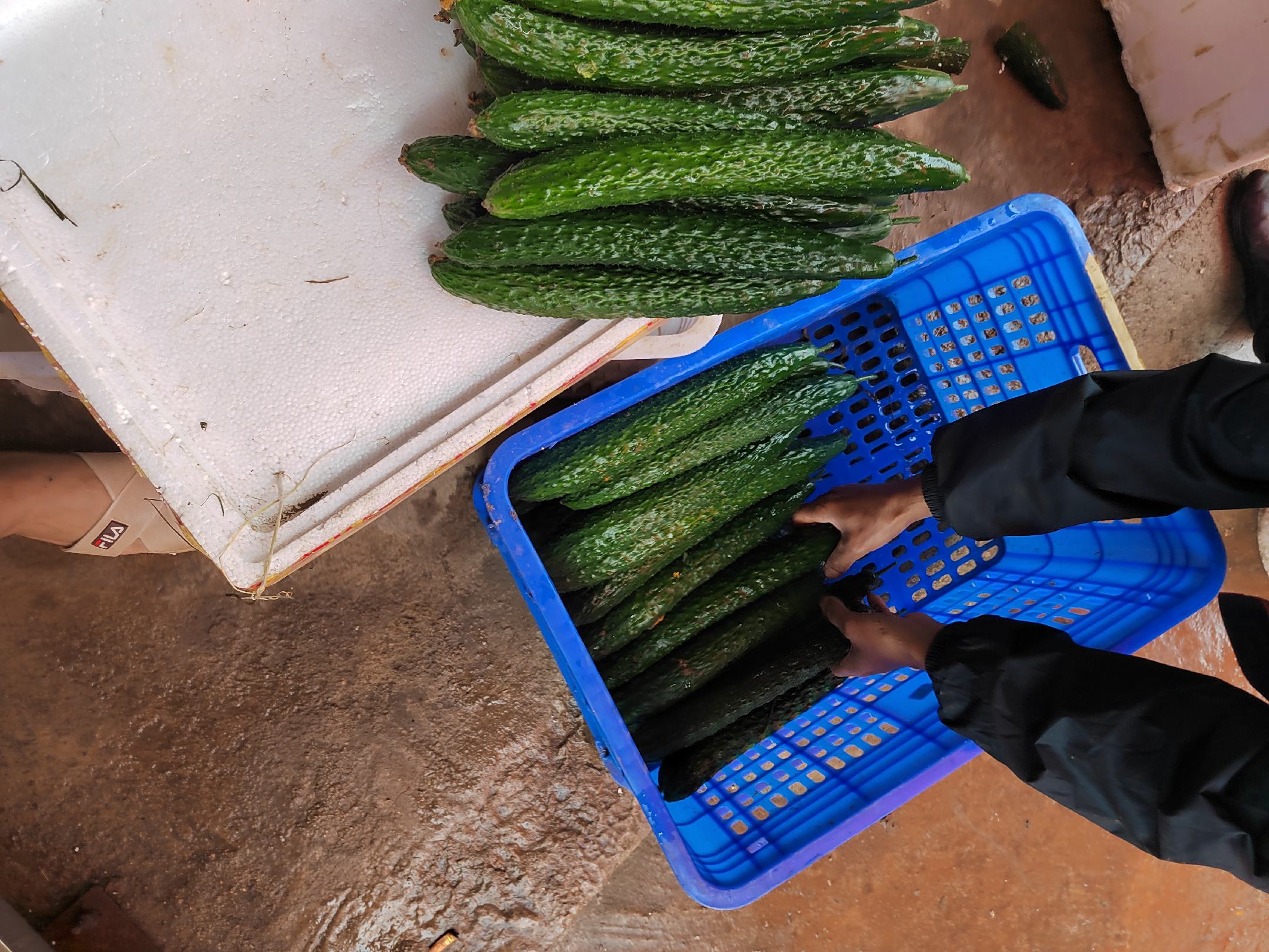 津优密刺黄瓜采收场景