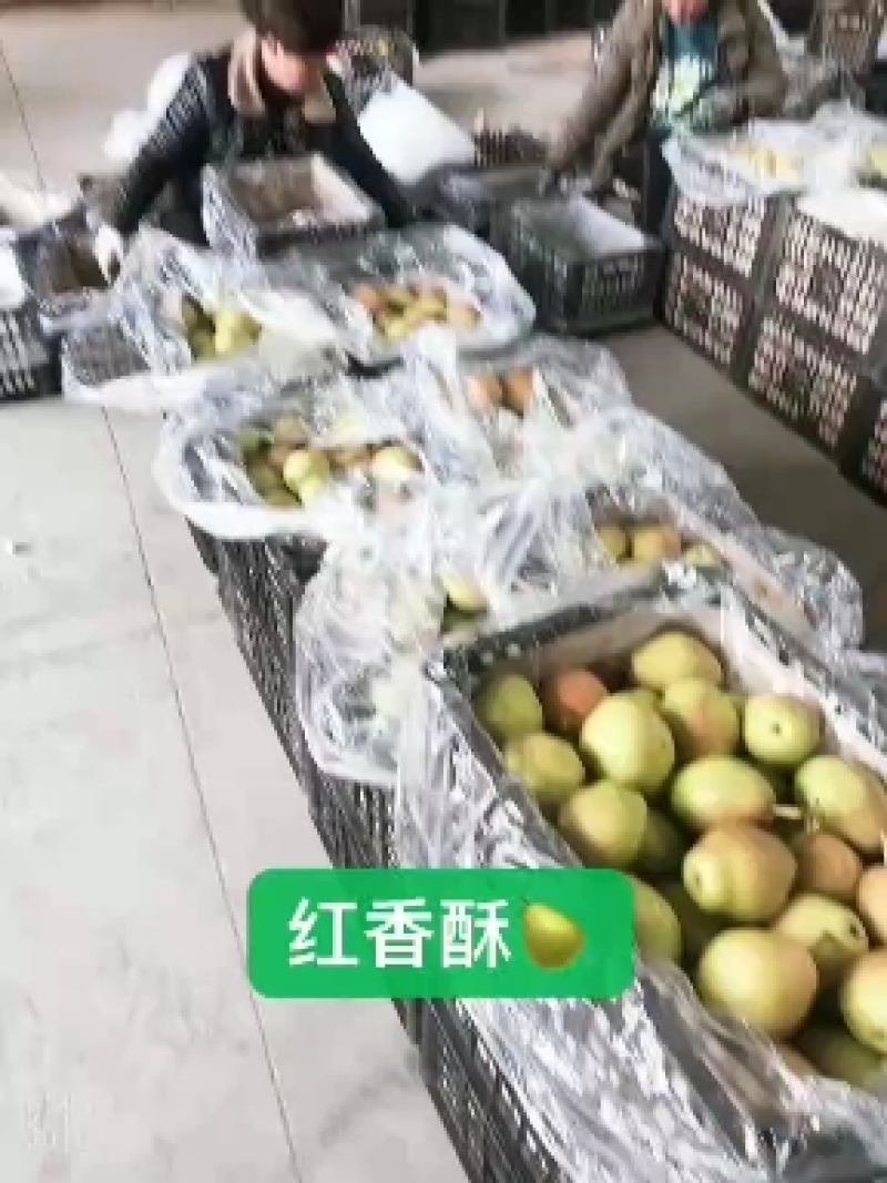 山西运城龙居美玉一抹红晕果库红香酥梨