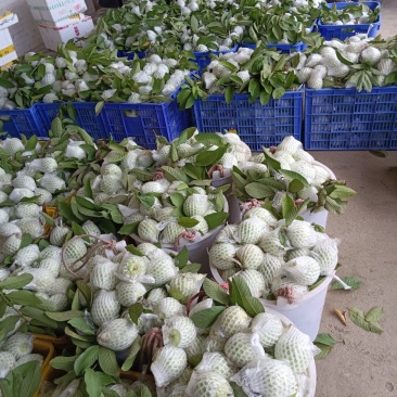 芭乐番石榴大量有货需要的联系我……