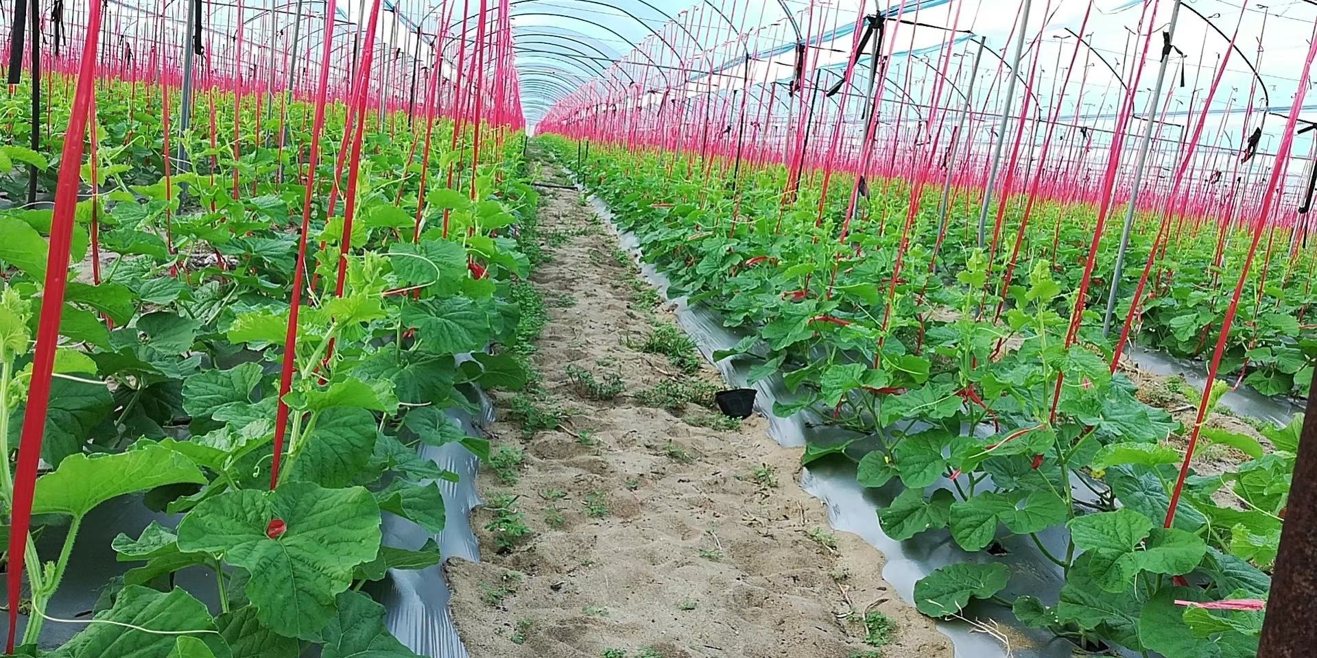 图示展示了哈密瓜植株沿竹架向上攀爬的种植方式 哈密瓜搭架爬藤示意图