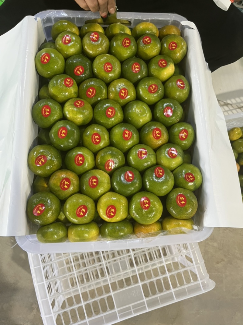 【湖北宜昌】特早蜜橘，社区团购，电商供应链，市场销售