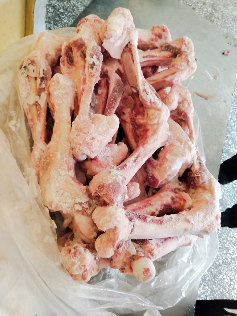 前后腿骨