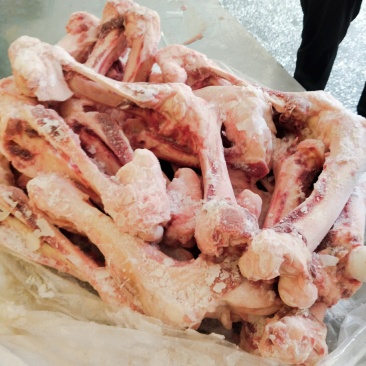 前后腿骨