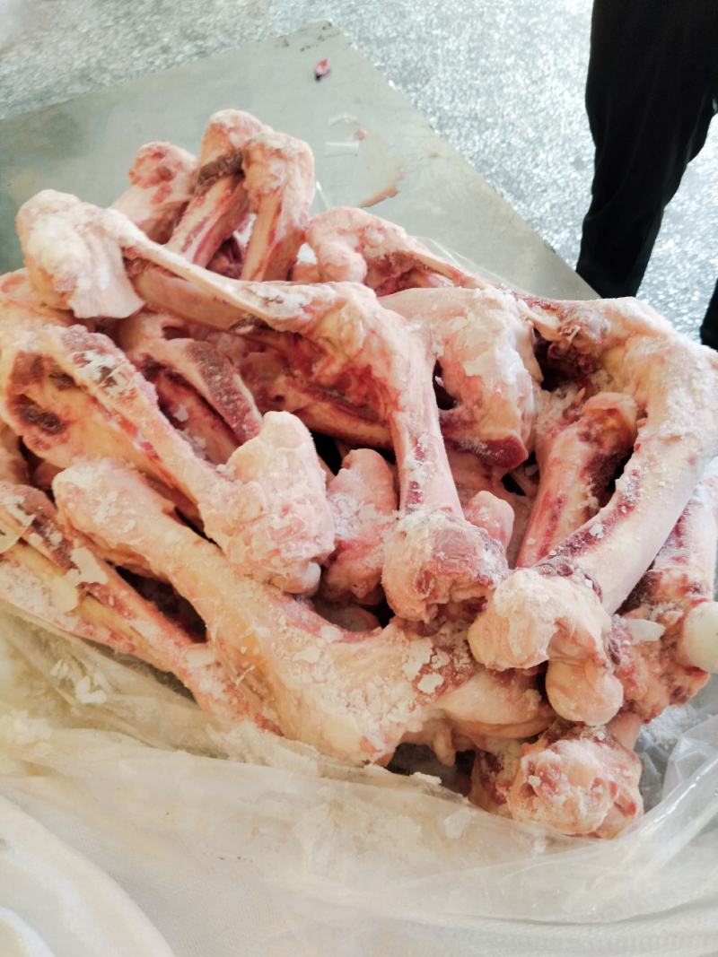 前后腿骨