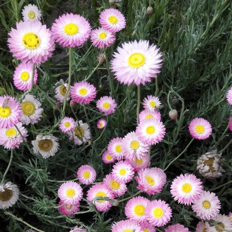 永生菊种子花似蜡染公园景观花海花种子阳台庭院花卉种子花