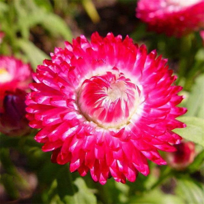 永生菊种子花似蜡染公园景观花海花种子阳台庭院花卉种子花