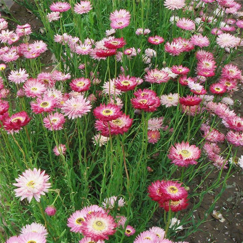 永生菊种子花似蜡染公园景观花海花种子阳台庭院花卉种子花