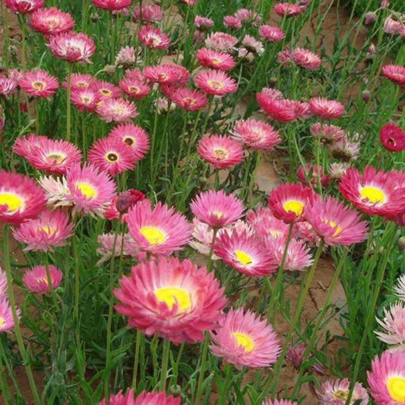 永生菊种子花似蜡染公园景观花海花种子阳台庭院花卉种子花