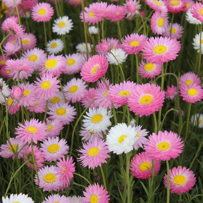 永生菊种子花似蜡染公园景观花海花种子阳台庭院花卉种子花