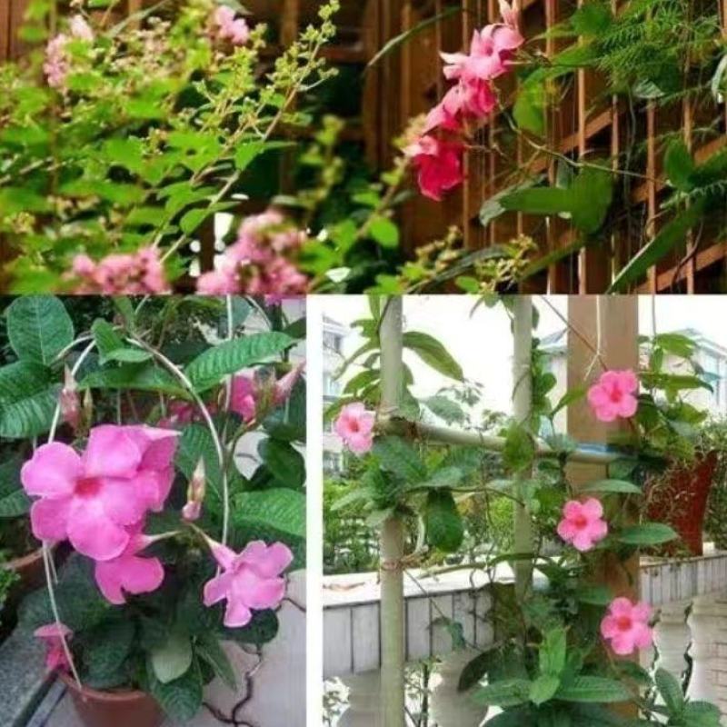 飘香藤盆栽四季花爬藤花卉盆栽攀爬植物室内室外庭院易活好养