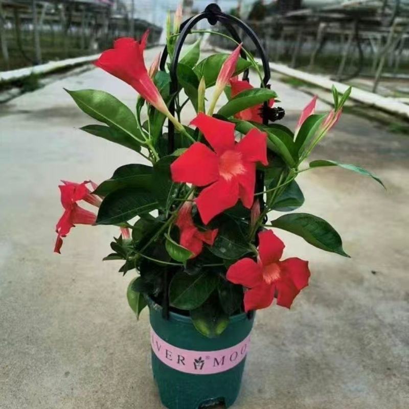 飘香藤盆栽四季花爬藤花卉盆栽攀爬植物室内室外庭院易活好养