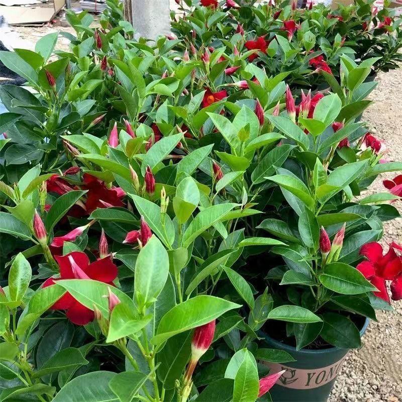 飘香藤盆栽四季花爬藤花卉盆栽攀爬植物室内室外庭院易活好养