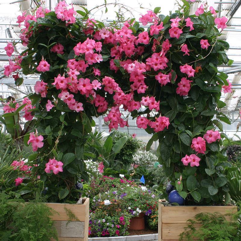 飘香藤盆栽四季花爬藤花卉盆栽攀爬植物室内室外庭院易活好养