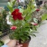 飘香藤盆栽四季花爬藤花卉盆栽攀爬植物室内室外庭院易活好养