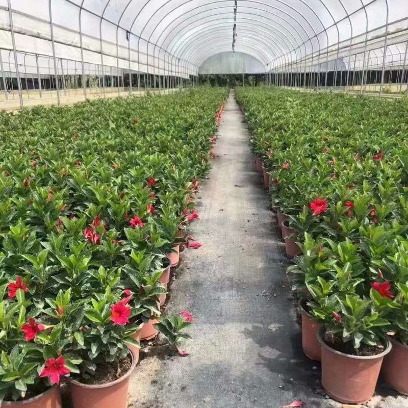 飘香藤盆栽四季花爬藤花卉盆栽攀爬植物室内室外庭院易活好养