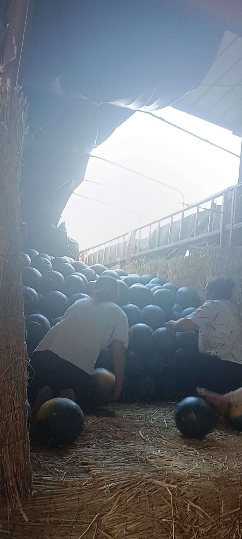精品美都大量上市。河南扶沟。