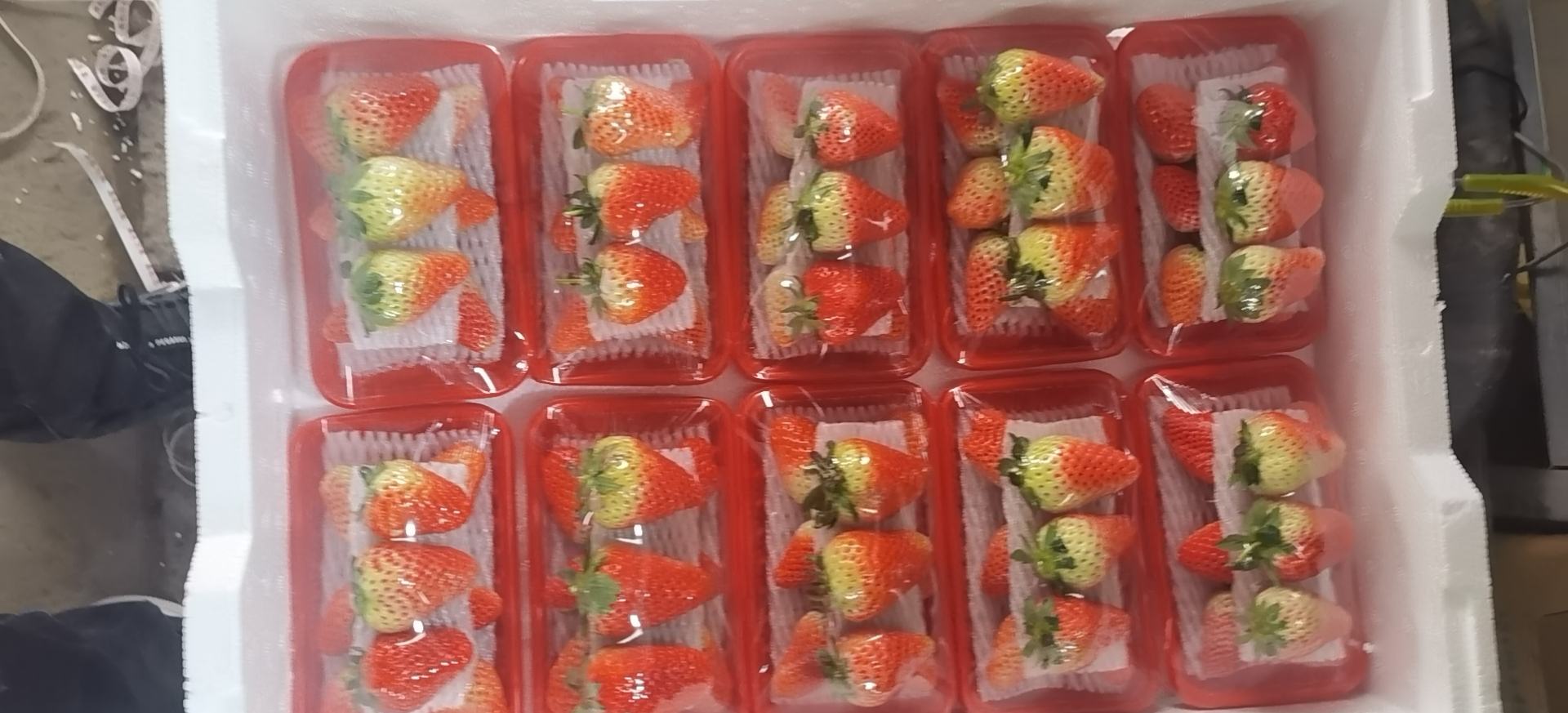 一个白色塑料盒内盛有棕褐色液体(糖醋液),放置在两行草莓之间,盒子边缘有数只小蚂蚁正在爬入,背景为湿润土壤和绿色草莓叶 草莓田间放置糖醋液诱饵装置