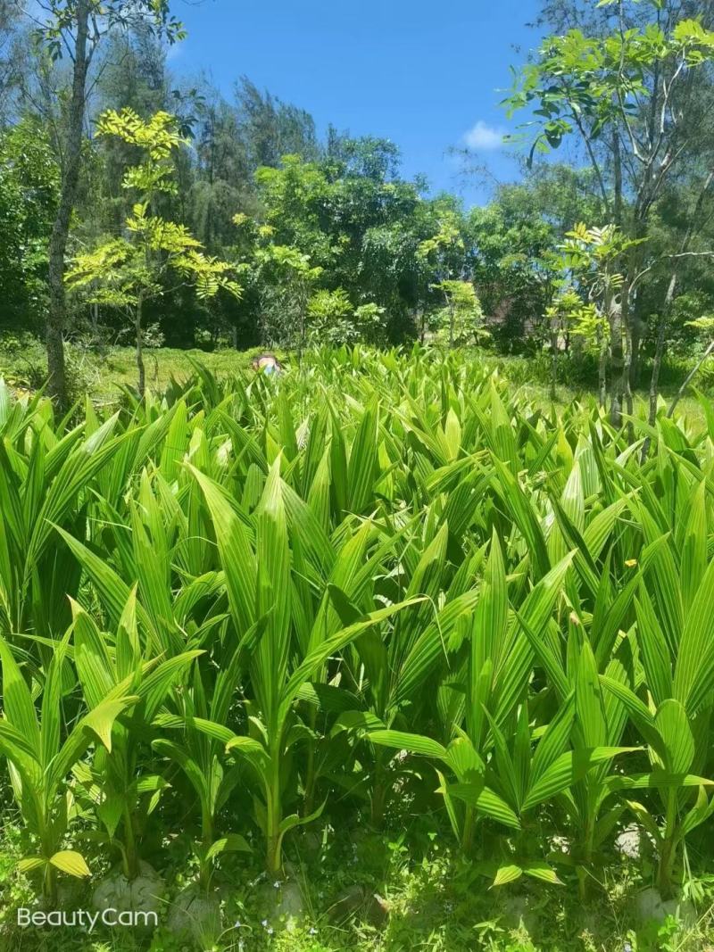 海南本地阳光椰子苗全国发货椰子树风景