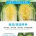 秋黄62白菜种子早熟内叶金黄，球叶合抱黄心大白菜种子
