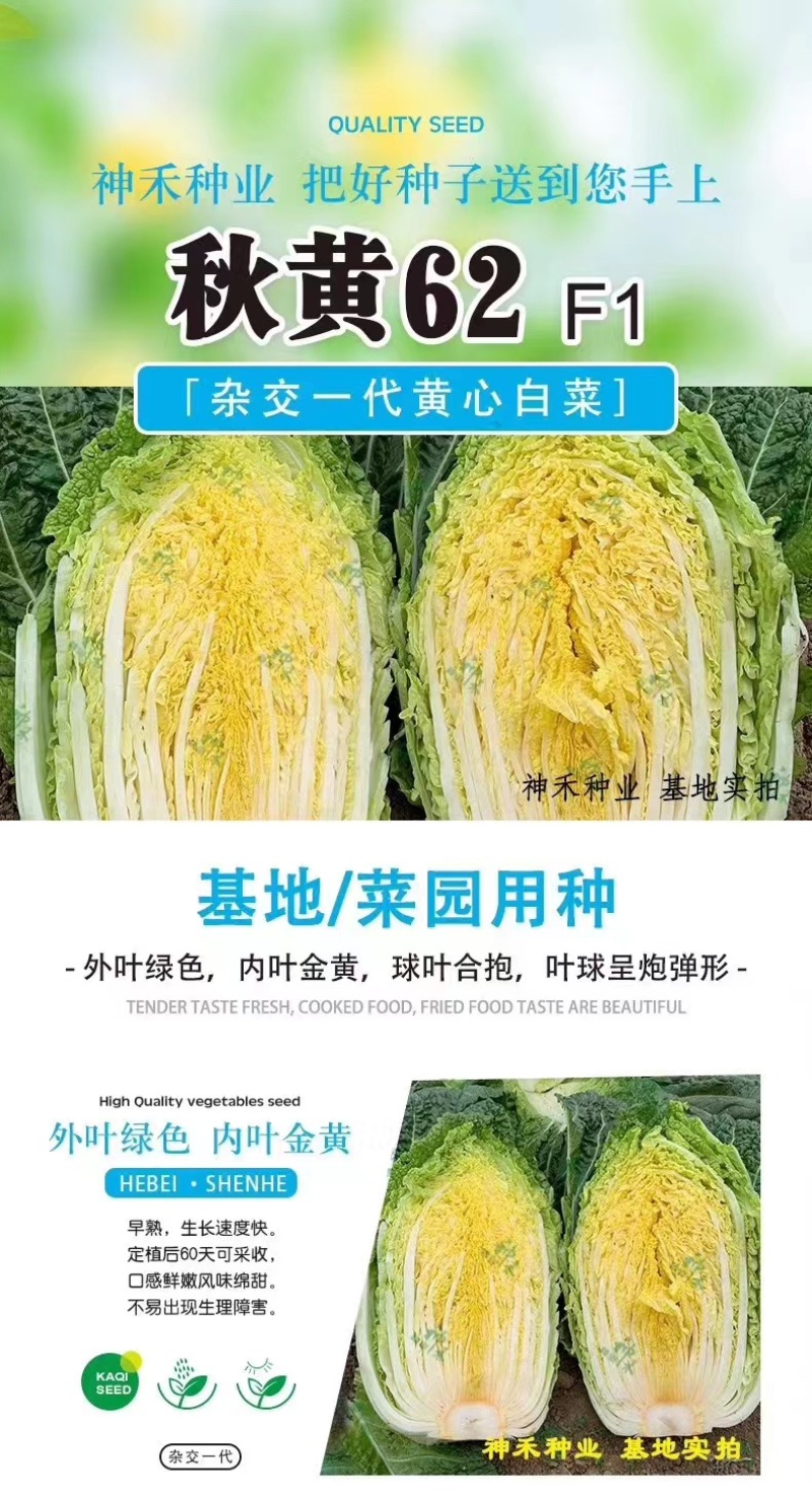 秋黄62白菜种子早熟内叶金黄，球叶合抱黄心大白菜种子