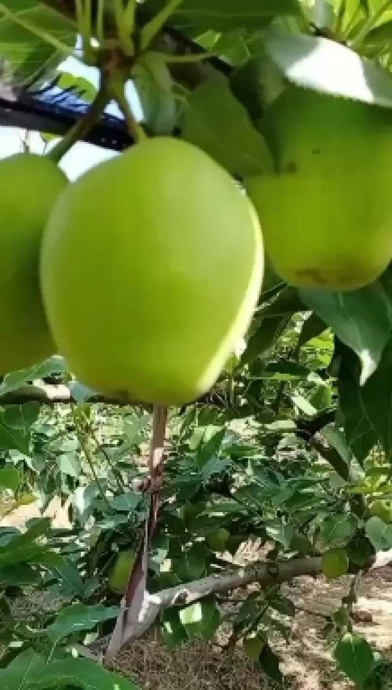 酥梨