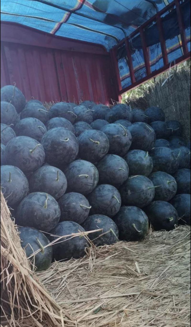 黑皮无籽西瓜河南西瓜周口西瓜大量上市头茬瓜