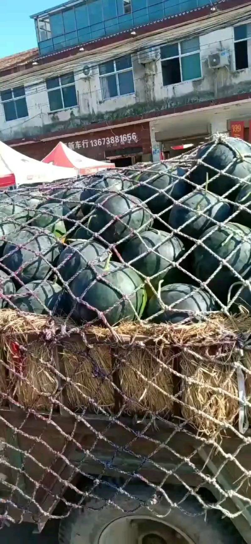 黑皮无籽西瓜河南西瓜周口西瓜大量上市头茬瓜
