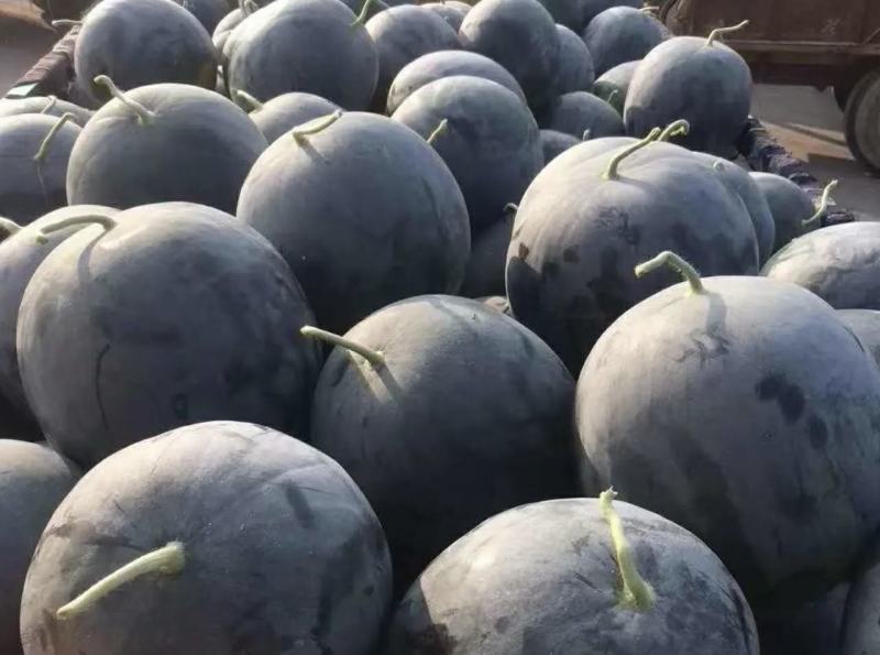 黑皮无籽西瓜河南西瓜周口西瓜大量上市头茬瓜
