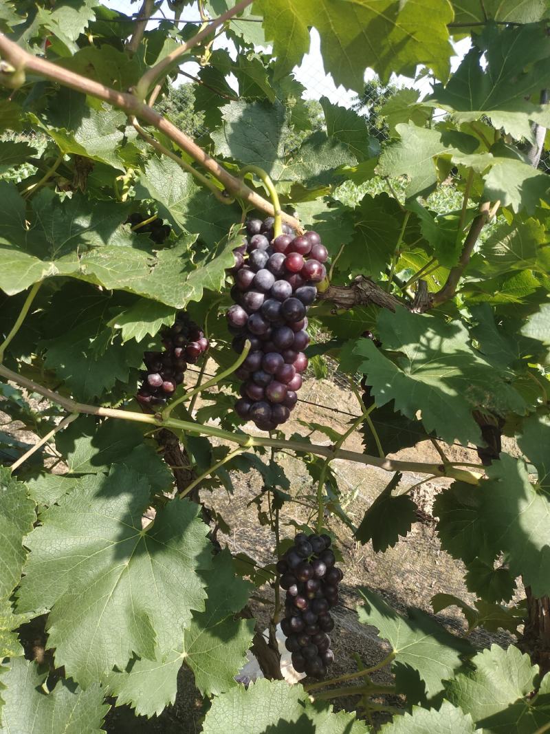 早夏黑葡萄