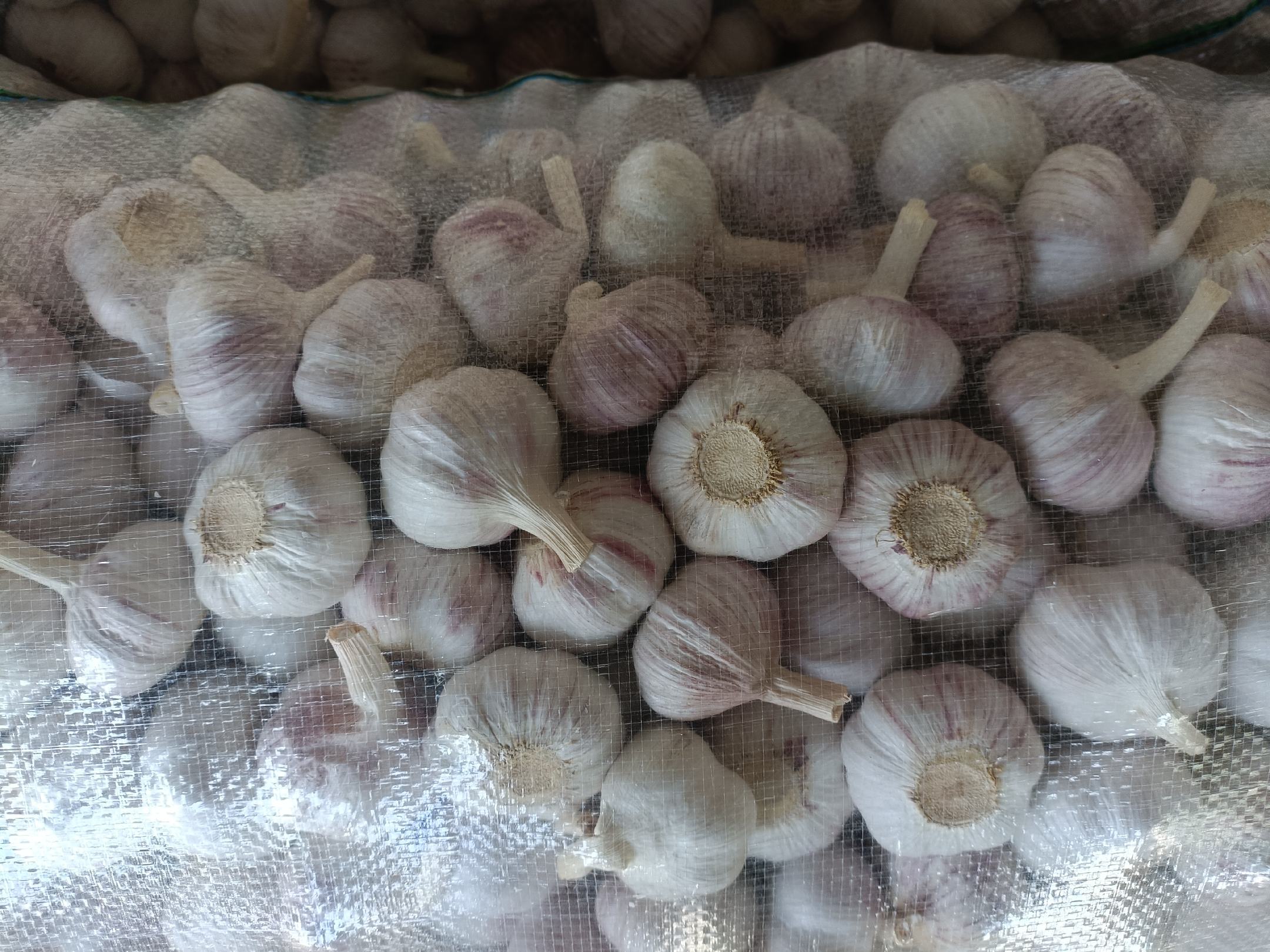 画面展示:新鲜紫皮大蒜瓣整齐平铺于透明食品级真空袋中,袋口已插入家用真空机吸嘴,背景为不锈钢操作台与温度计显示4℃冷藏环境,突出真空袋厚度标识(0.15mm)和抽气状态指示灯亮起 剥好皮的大蒜真空密封操作实景