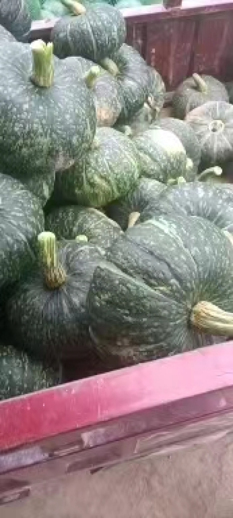 贝贝南瓜板栗南瓜