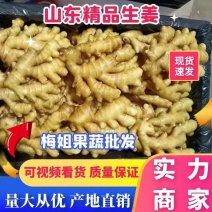 【推荐】山东生姜姜母一手货源量大质优一条龙服务
