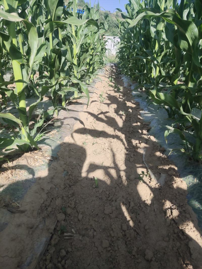 4亩育苗基地，水免费，电用多少，付多少，合作或者单独出租