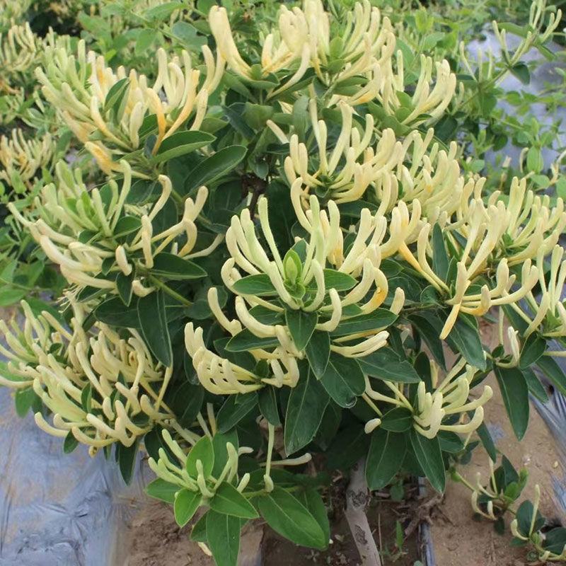 4亩育苗基地，水免费，电用多少，付多少，合作或者单独出租