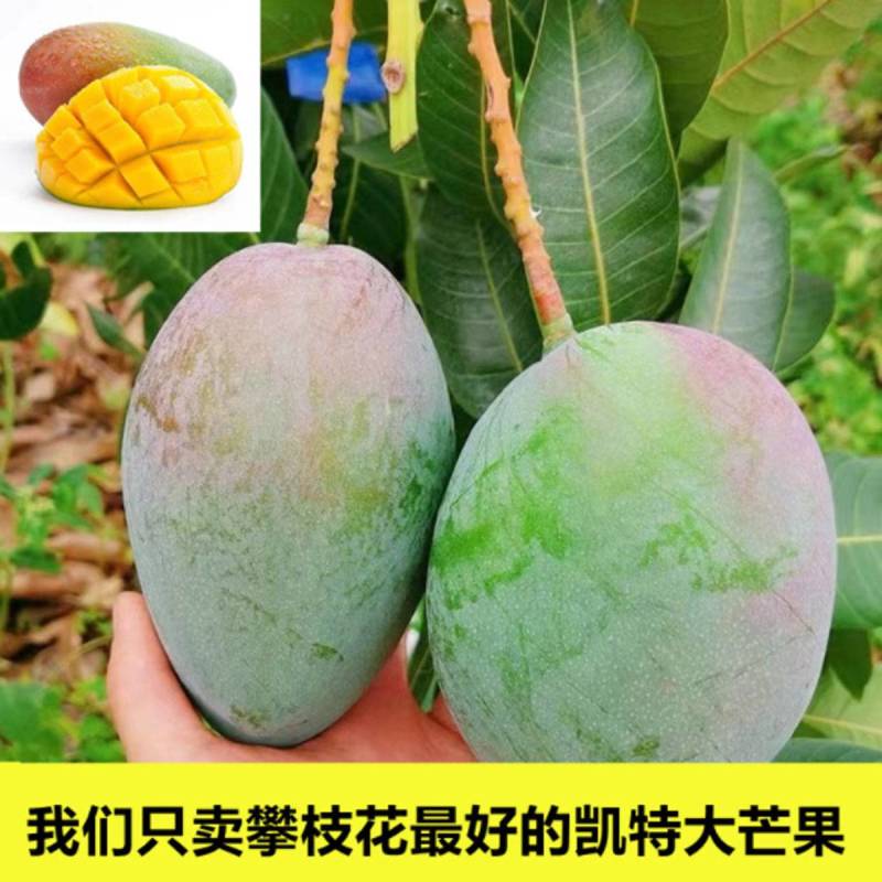 攀枝花高山凯特大芒果5/9斤欢迎各电商对接