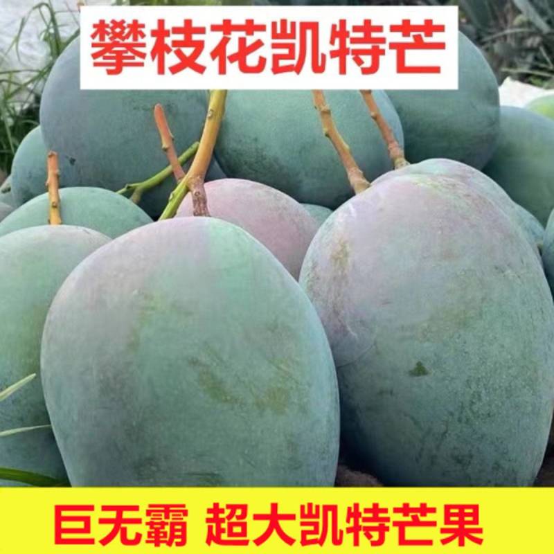 攀枝花高山凯特大芒果5/9斤欢迎各电商对接