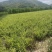 4亩育苗基地，水免费，电用多少，付多少，合作或者单独出租